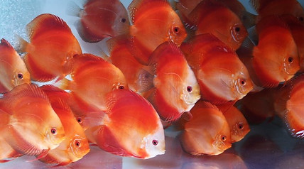 Uncle Sam's Discus | Buy Discus Online discus breeder california, discus breeder los angeles, discus fish for sale online, buy discus fish, live discus fish for sale, baby discus fish for sale, buy discus fish online, discus fish natural habitat, buy freshwater fish, kenny discus, breeding discus, discus fish care, golden discus, blue diamond discus, blue turquoise discus, blue discus fish, cobalt blue discus, discus tank mates, discus fish tank mates, red turquoise discus, red discus fish, red discus fish for sale,
