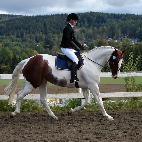 dsc09887.webp