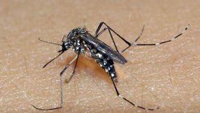 SECRETARIA DA SAÚDE ALERTA PARA NÚMERO DE CASOS DE DENGUE ACIMA DA MÉDIA EM JANEIRO