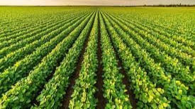 EXPORTAÇÕES DO AGRONEGÓCIO DO RS ATINGEM US$ 15,3 BI EM 2021, MAIOR VALOR DA SÉRIE HISTÓRICA 