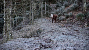 PRÓXIMA SEMANA SERÁ DE TEMPO SECO E TEMPERATURAS BAIXAS NO RS