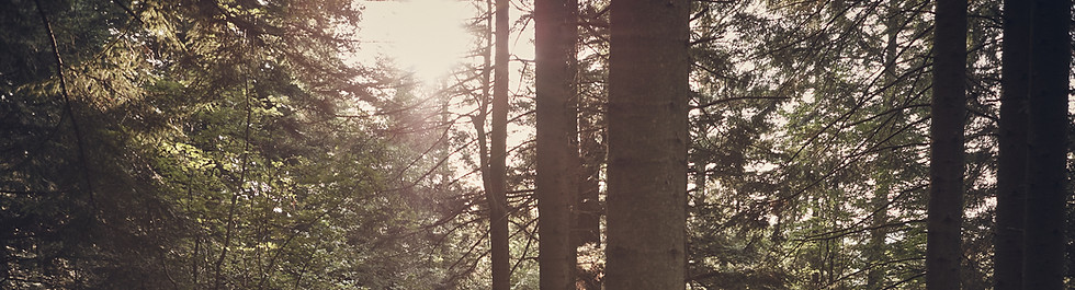 Girl in the Woods