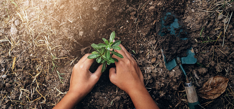 planting-tree-garden-concept-save-world-green-earth.jpg