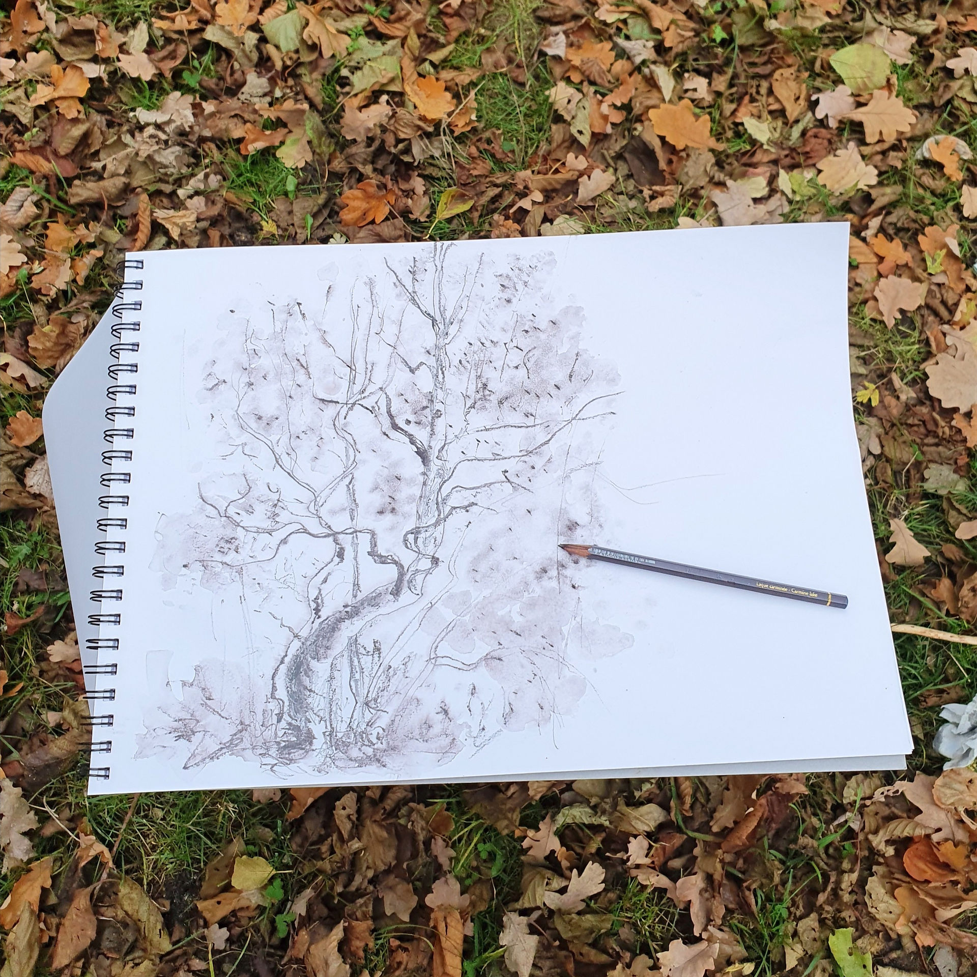 Croquis  en plein air de bouleaux