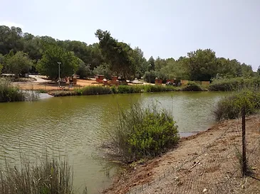 נאות קדומים.webp