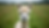 Eye-level view of a gentle alpaca in a green pasture
