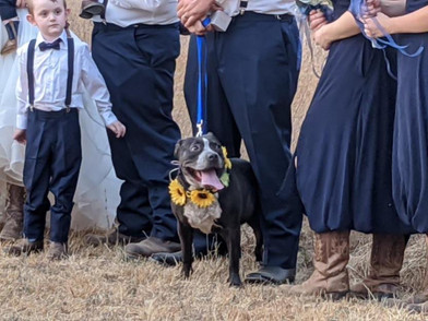 Dog Collar