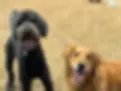 dogs socializing.webp
