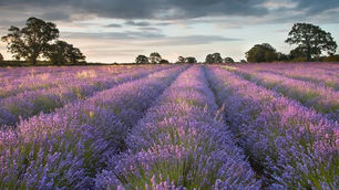The Last of the Lavender Fields for the 'gram!