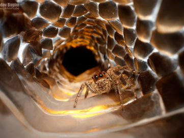 נצלול לתחום צילום של העולם הקטן והמופלא שנמצא ממש מתחת לאף - עולם של יצורים קטנים ומסתוריים ממש בהישג ידכם, בחצר הבית, בגינות ובשדות. נלמד על הטכניקות, הציוד והאומנות של צילומי הטבע בסגנון מאקרו