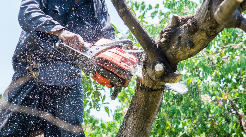 Mistakes Homeowners Make Trimming Trees