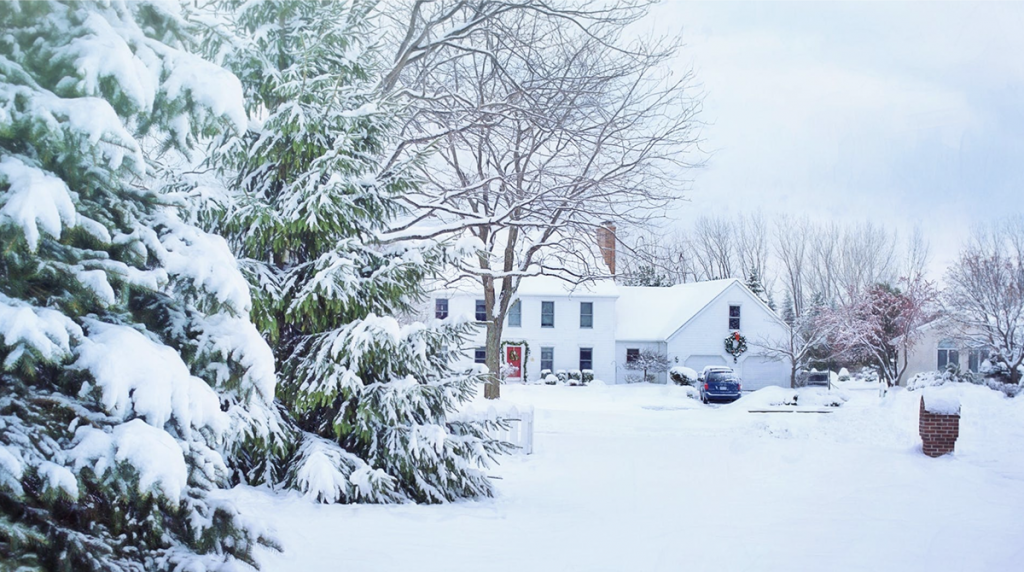 How to care for trees in North Texas Winter