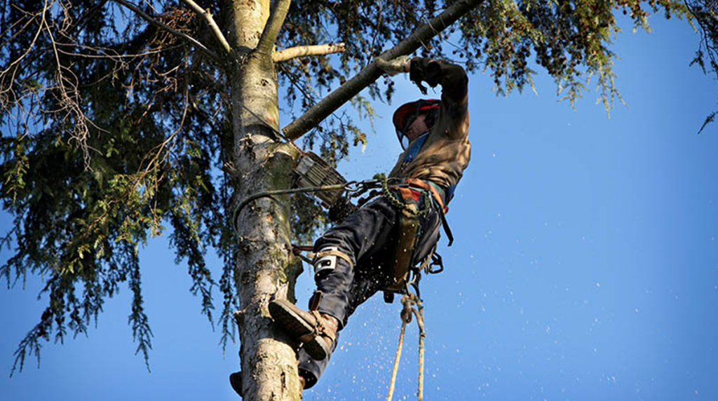 5 Questions to Ask An Arborist