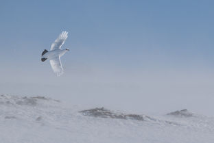 alpenoen vliegt op met blauwe lucht als achtergrond en sneeuw