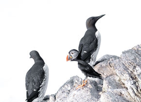 zeevogels op Hornoya in Varanger in Noorwegen

