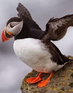 Atlantic_Puffin.jpg