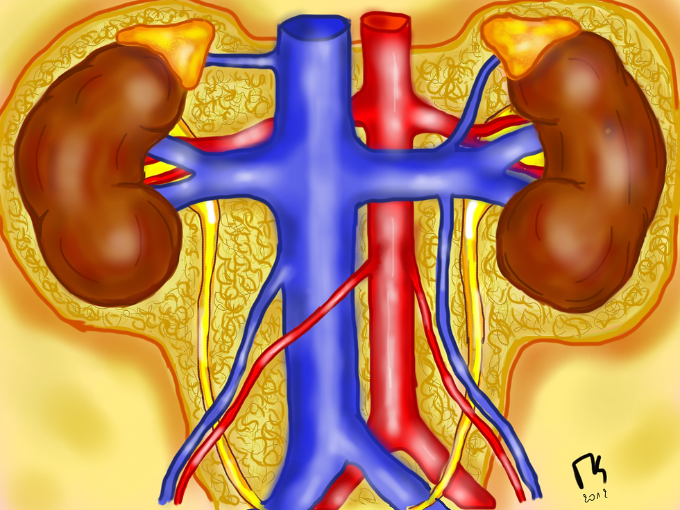 anatomia topografica rene