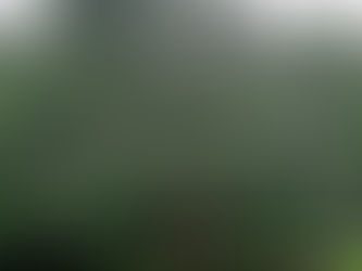 Exploding Tree – Photographer Curator247 (Me)