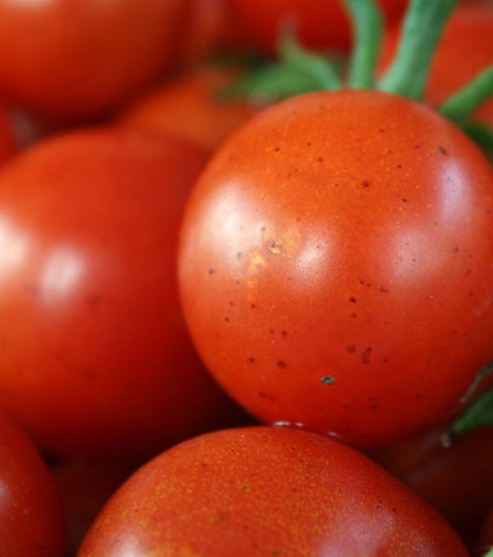 Fresh Tomatoes