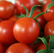 Fresh Tomatoes