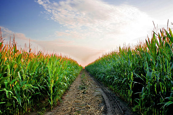 Corn_phot-cred-adboe-stock_E.jpg