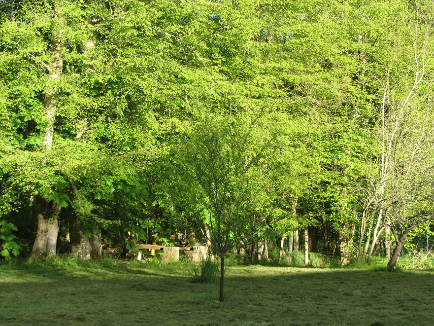 la lumière du couchant sur les arbres magestueux