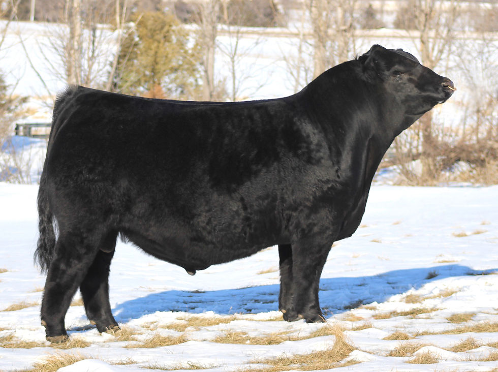 CWCL Ludens First Dakota 018F