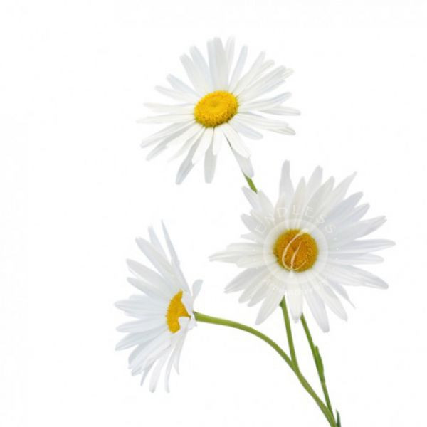 羅馬洋甘菊 Chamomile Roman