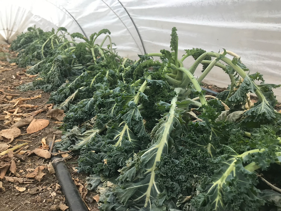 kale on November 29