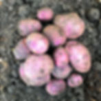 potato harvest