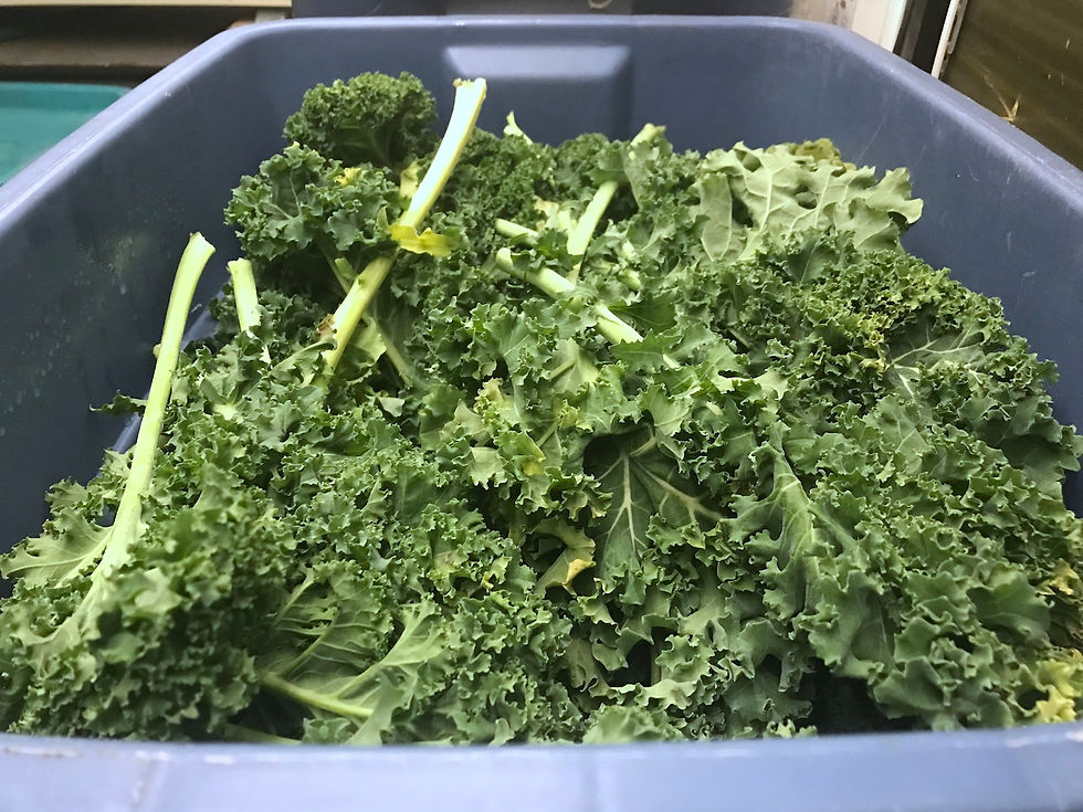 kale stored in cooler