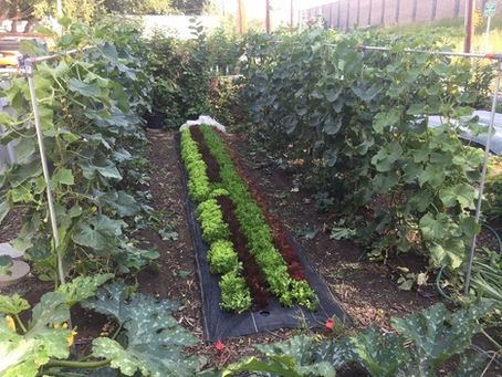 The First Fall Frost