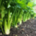 Celery plants in garden.