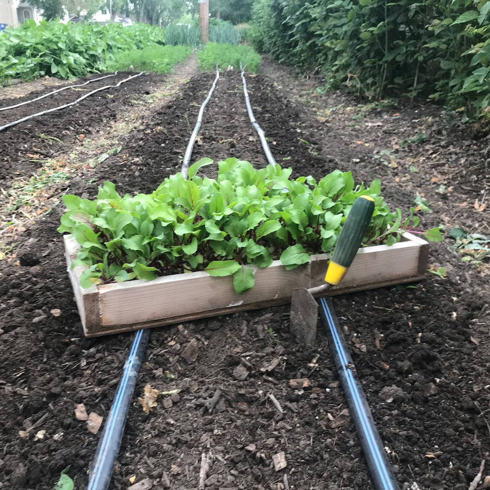 Stretching the Growing Season with Relay Planting