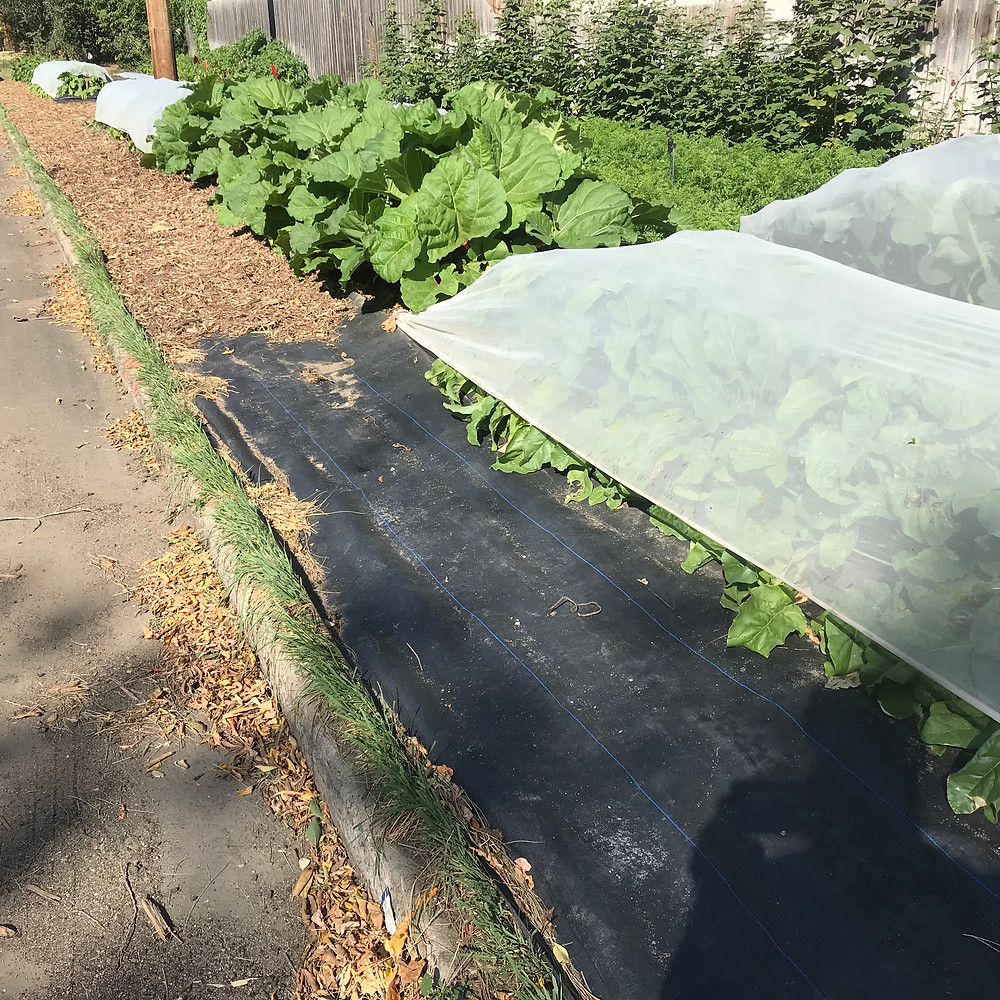 landscape fabric used to control weeds in garden