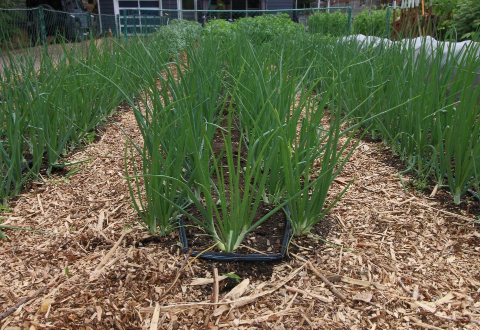 An Experiment in Onion Spacing