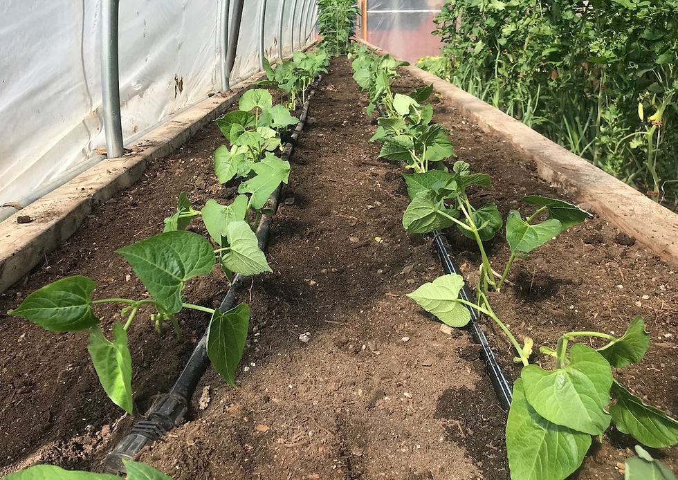 Stretching the Growing Season with Relay Planting