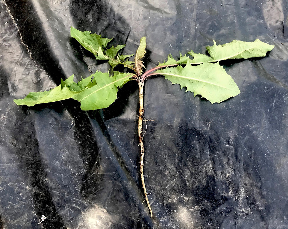 Dandelion Plant