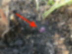 potatoes under the soil