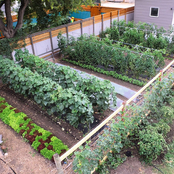 How Much Space between Plants in Garden: Expert Tips