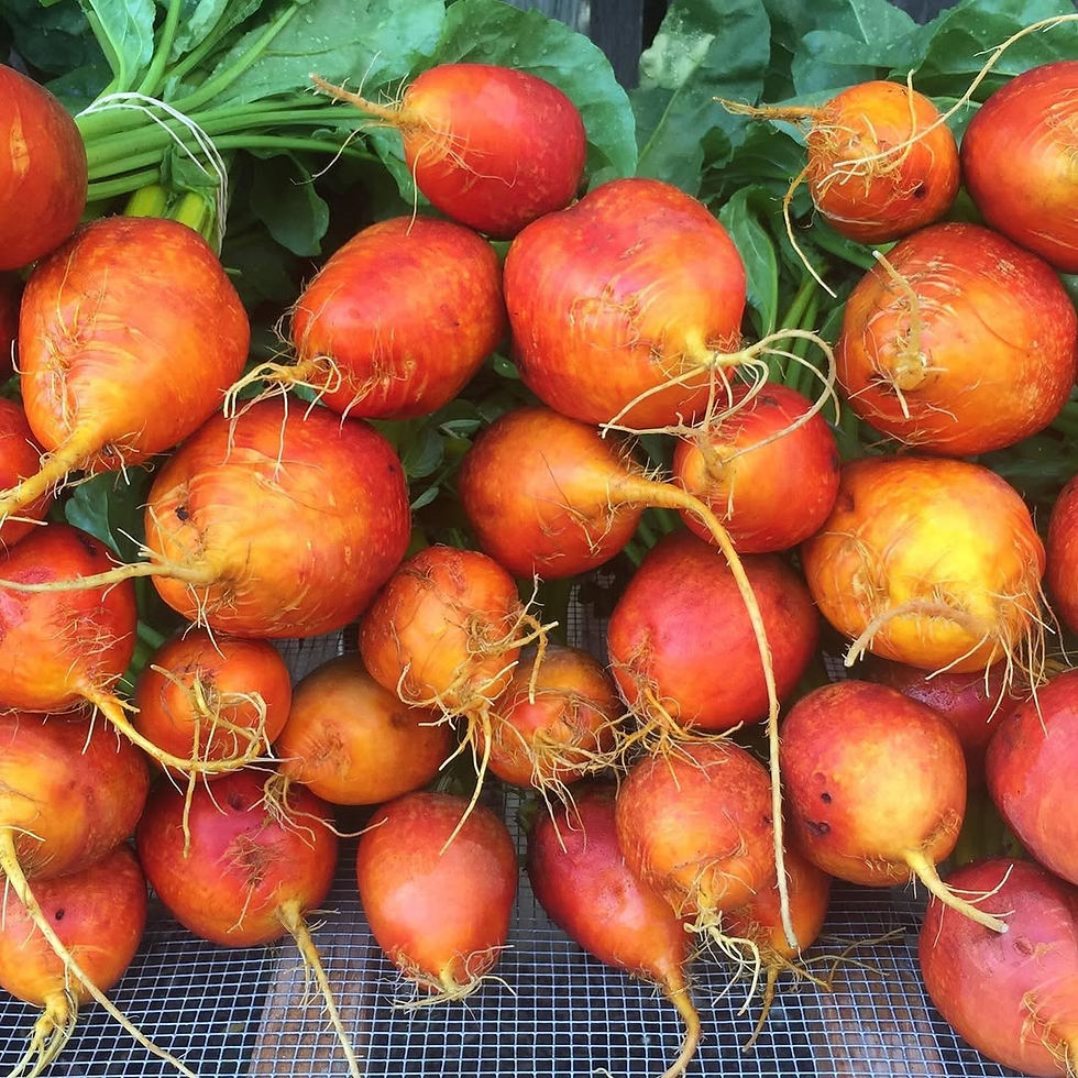 Wider beet spacing meant fewer transplants to grow, less washing and packing labour, and better storage life.