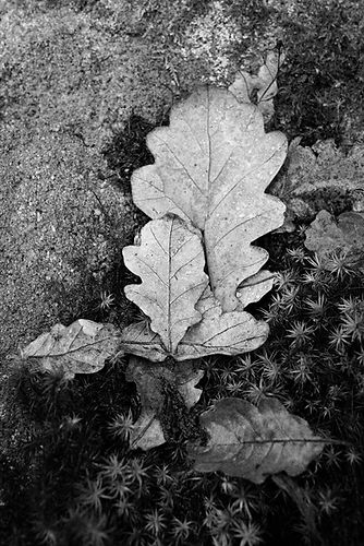 DSC04380 1500pix.jpg