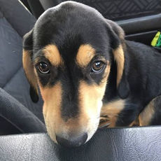 Cuki kutyás reklámok