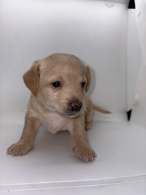 Image by Courtney Cook