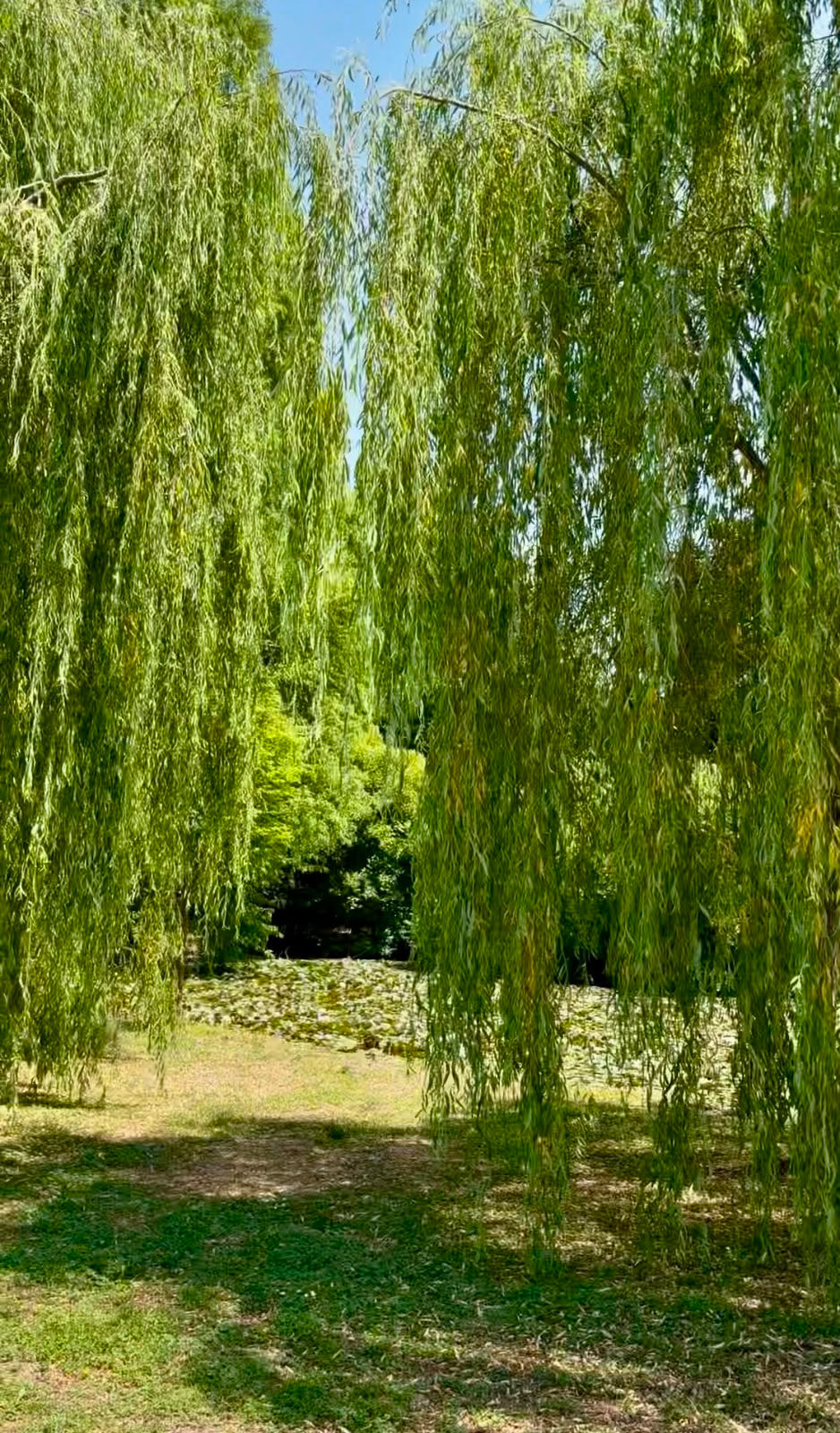 Salice piangente (Salix babylonica) vicino al laghetto