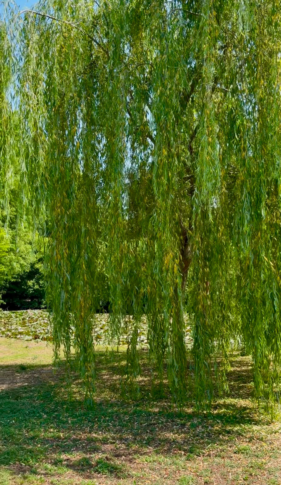 Salice piangente (Salix babylonica) esemplare nel vivaio A&C