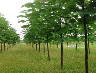 Miniatura: PAULOWNIA Shan Tong(Paulonia)