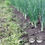 Thumbnail: Scallion Onions