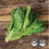 Thumbnail: Lettuce Head