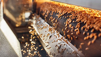 grain cleaning .jpg
